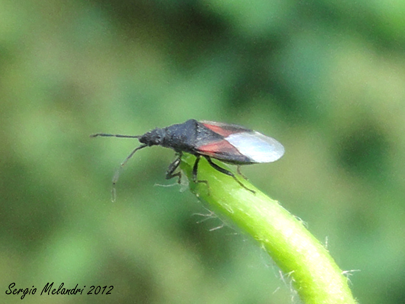 Lygaeidae: Oxycarenus lavaterae della Romagna (RA)